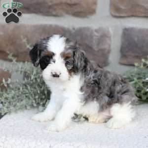 Brooks, Cavapoo Puppy